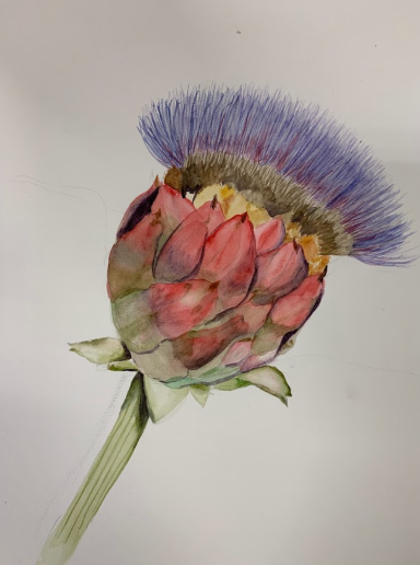 Close-up of a thistle bud with purple bristles and reddish leaves.